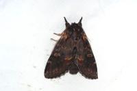 Notodonta dromedarius