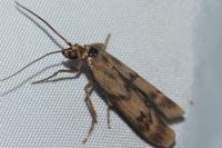 Homoeosoma sinuella