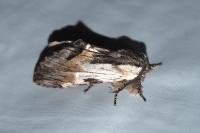 Harpyia milhauseri