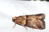 Acrobasis tumidana