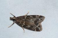 Eudonia mercurella