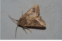 Hydraecia micacea