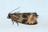 Celypha lacunana