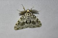 Lymantria monacha