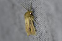 Globia sparganii