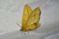 Euthrix potatoria