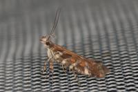 Aristotelia decurtella