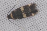 Oegoconia