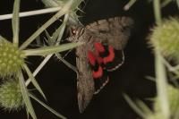 Catocala electa