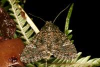 Mamestra brassicae