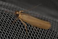 Selagia argyrella
