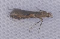 Acrocercops brongniardella