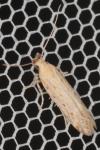 Metzneria paucipunctella