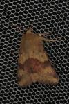 Heliothis viriplaca