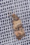 Cochylis molliculana