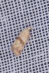 Cochylidia implicitana