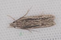 Gelechia senticetella