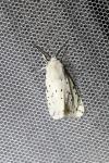 Spilosoma lubricipeda