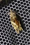 Epinotia nisella