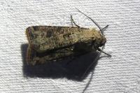 Agrotis segetum