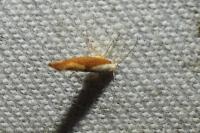 Argyresthia albistria