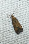 Brachmia blandella