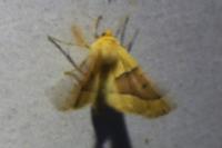 Crocallis elinguaria