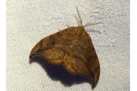 Drepana curvatula