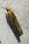 Eucosma cana