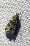 Eudonia mercurella