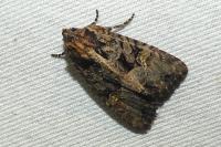 Mesapamea secalella/secalis