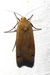 Noctua pronuba
