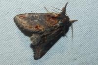 Notodonta dromedarius