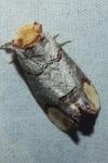 Phalera bucephala