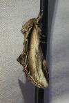 Pheosia tremula