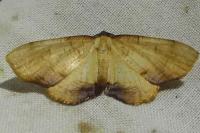 Plagodis dolabraria