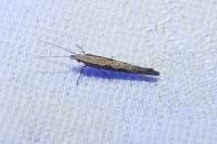 Plutella xylostella