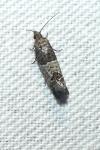 Spilonota ocellana