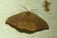 Watsonalla binaria/uncinula