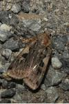 Xestia c-nigrum