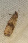 Celypha striana