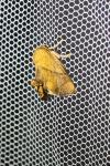 Apoda limacodes