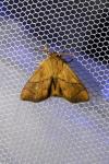 Apoda limacodes