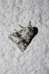 Hecatera bicolorata