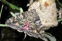 Catocala sponsa
