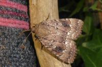 Amphipyra pyramidea