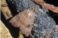 Amphipyra pyramidea