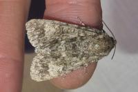 Acronicta megacephala