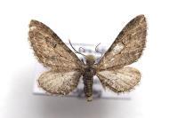 Eupithecia innotata