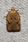 Acleris ferrugana